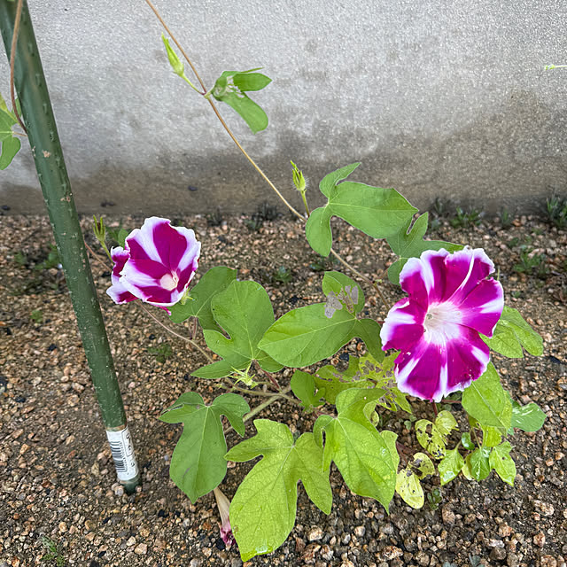 sakakenさんの部屋