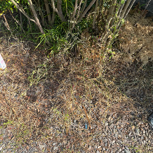burubonさんの部屋