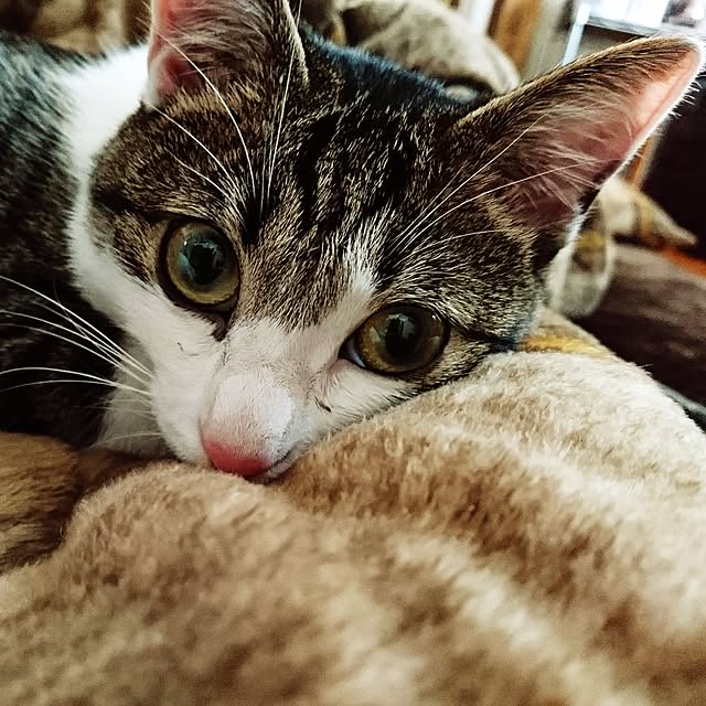 kiraさんの実例写真