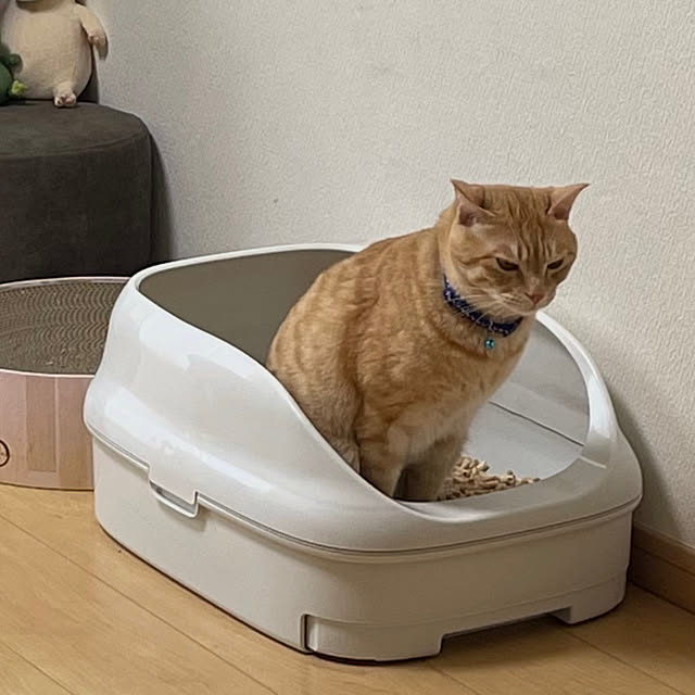 chiiさんの部屋