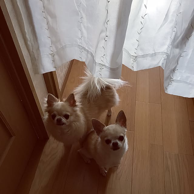 rosemaryさんの実例写真