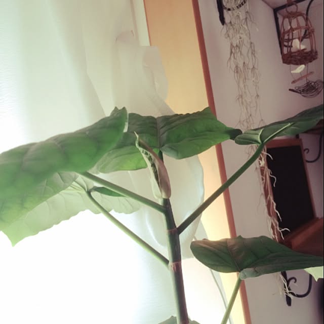 REINA612WORKSさんの実例写真