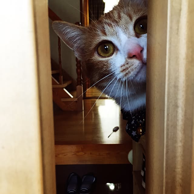 Matsuriさんの実例写真