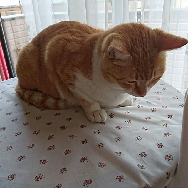 jinkunnekoさんの実例写真