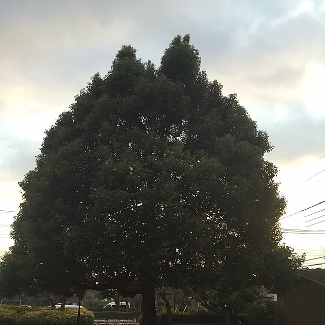 実例写真