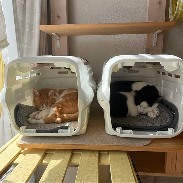 SHIHOさんの実例写真