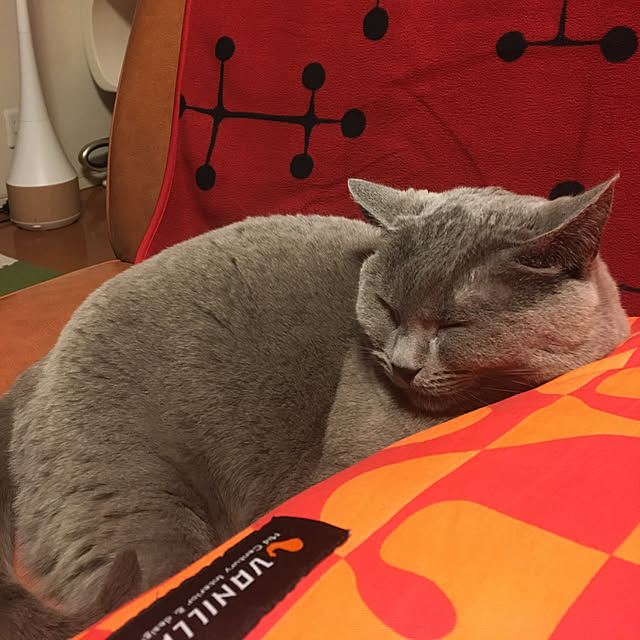 ikettenさんの実例写真