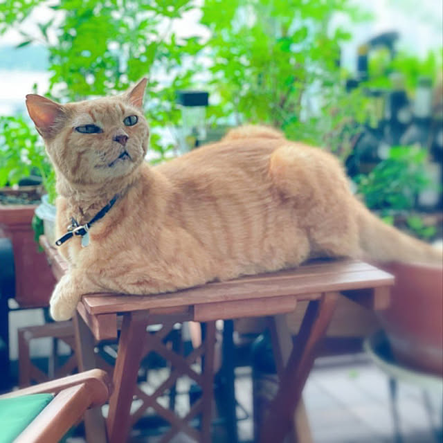 molpieさんの実例写真