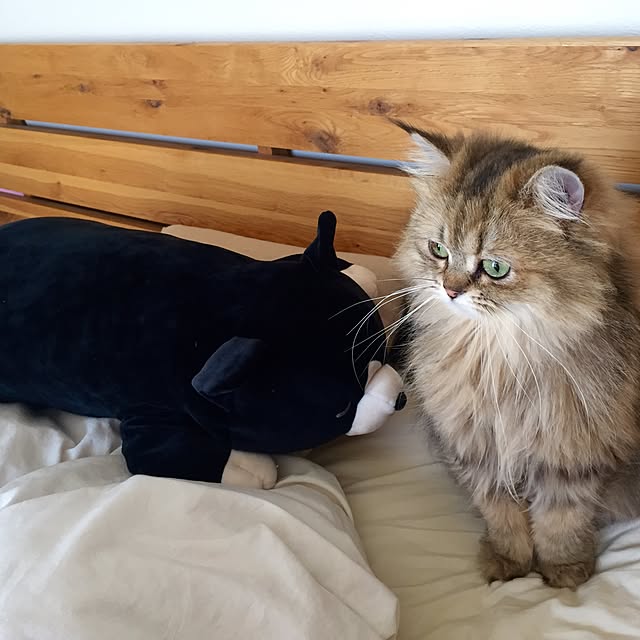 butachanさんの実例写真