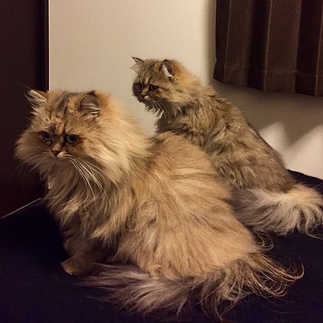 butachanさんの実例写真