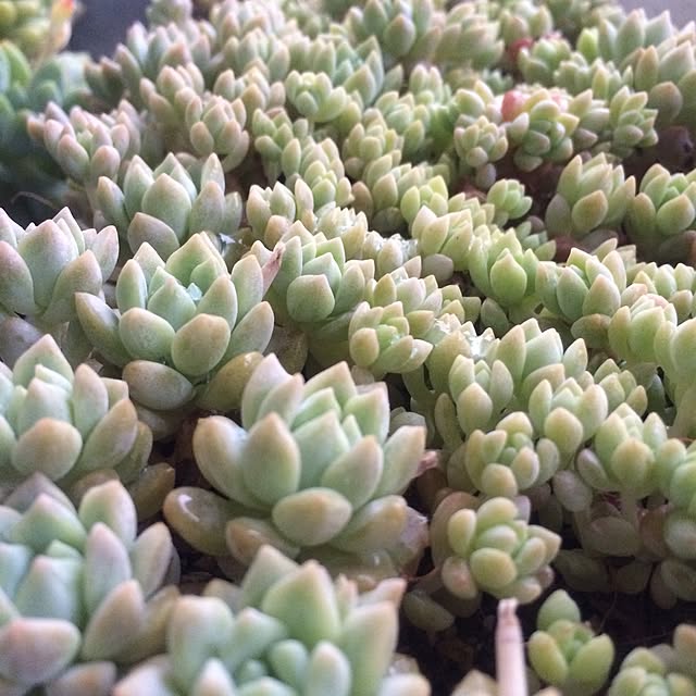 cocoさんの実例写真