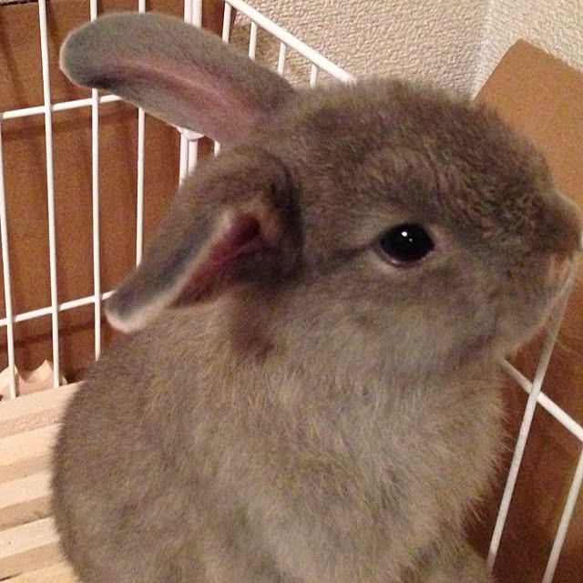 fuuさんの実例写真