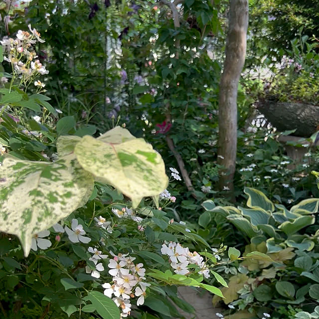 Royal_Gardeners_Clubさんの部屋