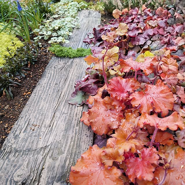 coconathuさんの部屋