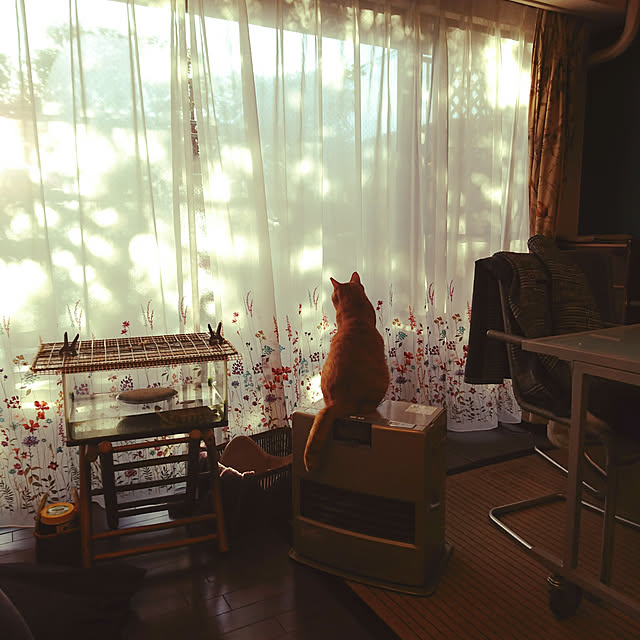 okyosan101さんの実例写真