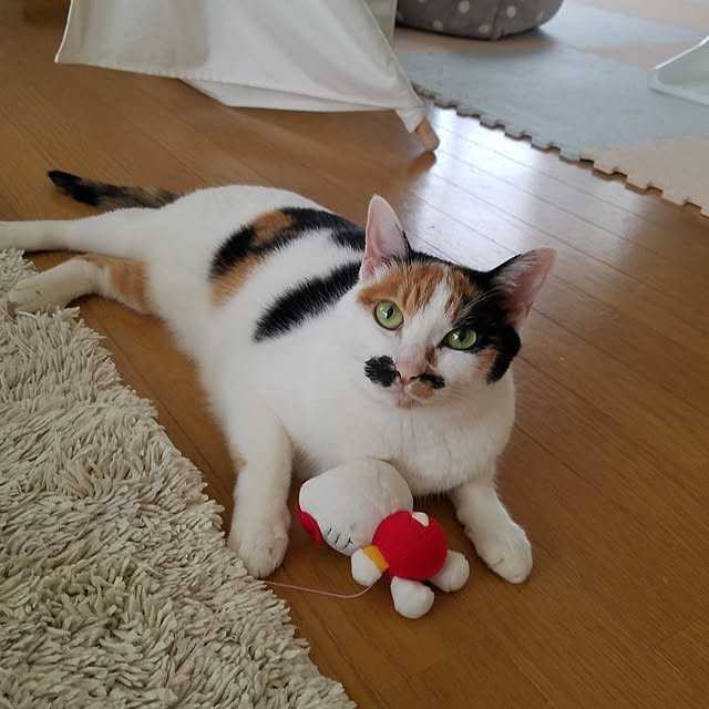 Kinanさんの実例写真