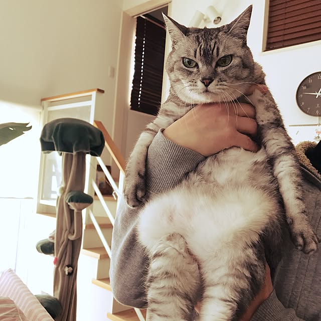 CHIEさんの実例写真