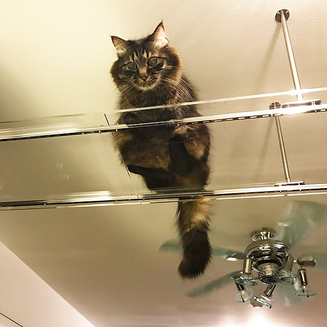 theo_nazcaさんの実例写真