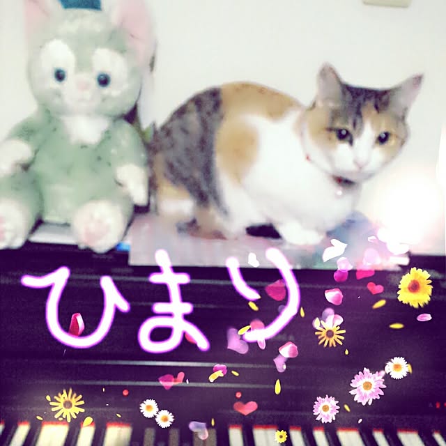 hirotanさんの実例写真