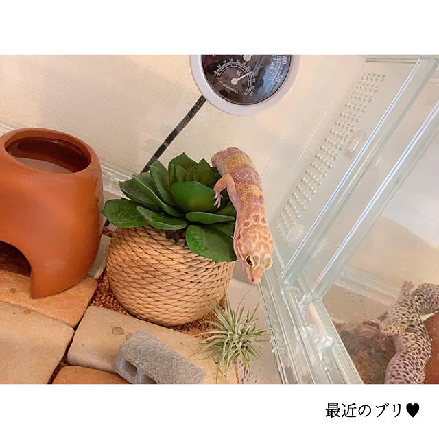 chaluさんの実例写真