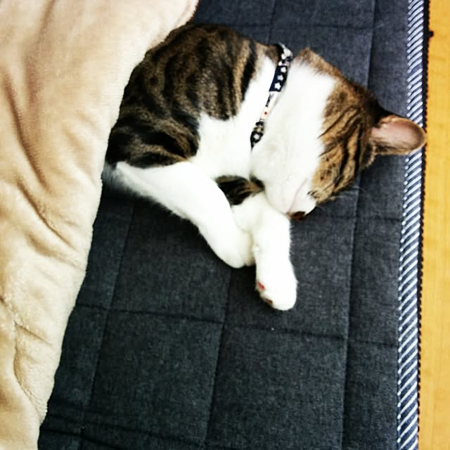 kooさんの実例写真