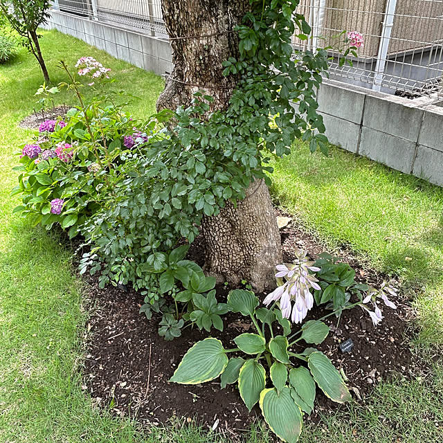 lemonさんの部屋