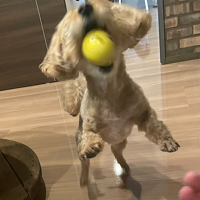 POYOさんの実例写真