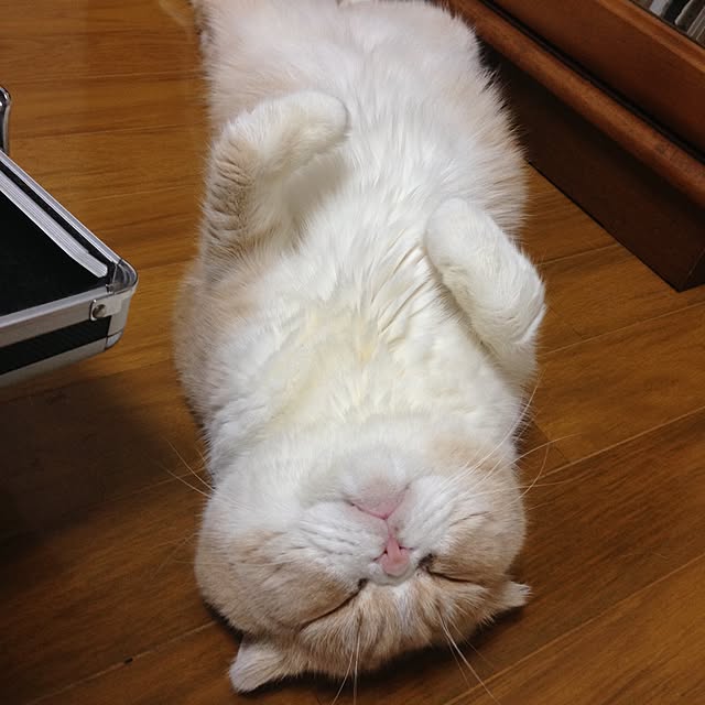 Saitouさんの実例写真