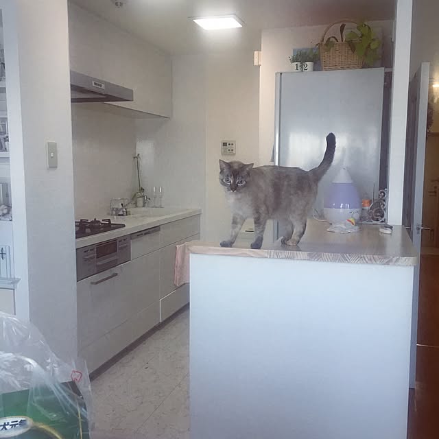 noelさんの実例写真