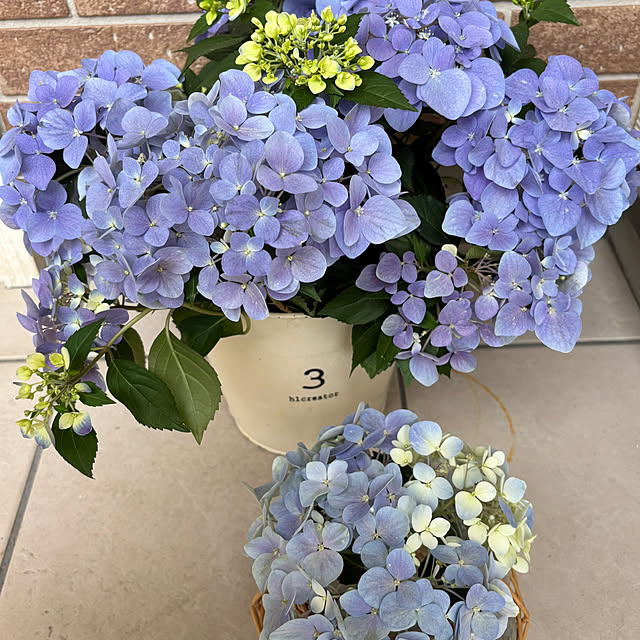 玄関/入り口/紫陽花/あじさい/観葉植物/ナチュラル...などのインテリア実例 - 2025-06-03 19:58:50