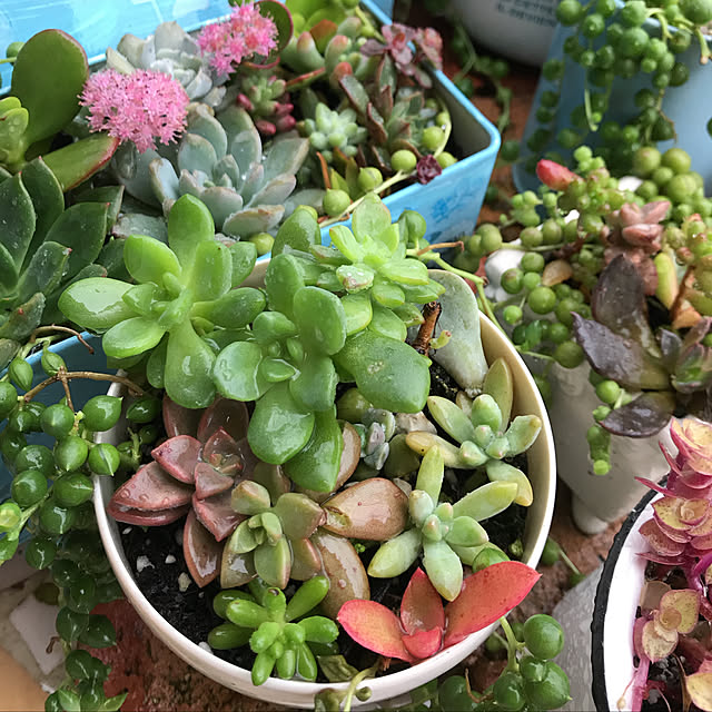 **yuu**さんの実例写真