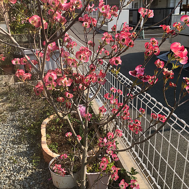 Andaluciaさんの実例写真