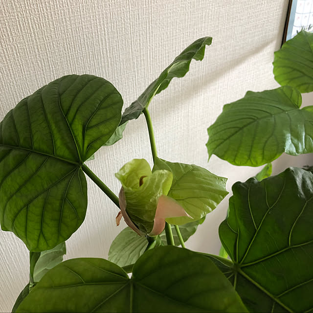 nanakoさんの実例写真