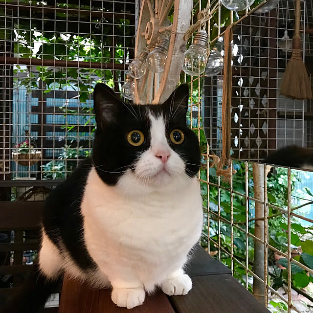 butachanさんの実例写真
