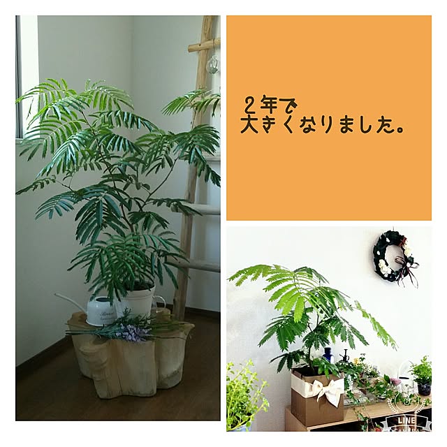 moniさんの実例写真