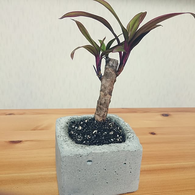 tamaさんの実例写真