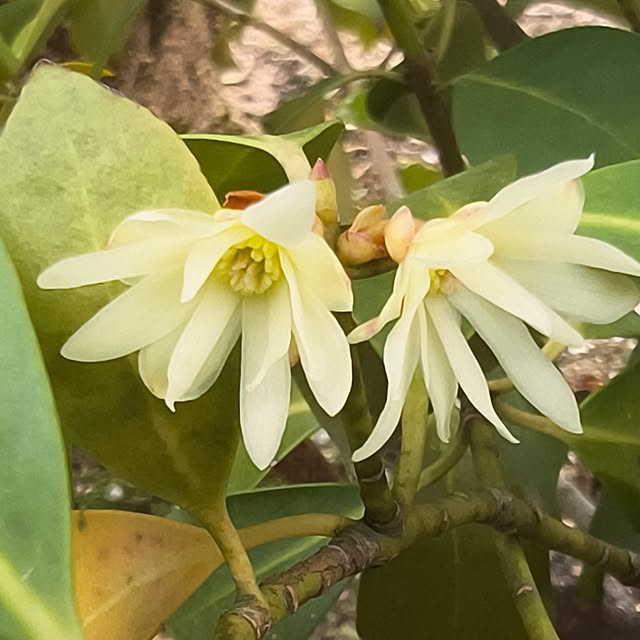 Rubiconさんの実例写真