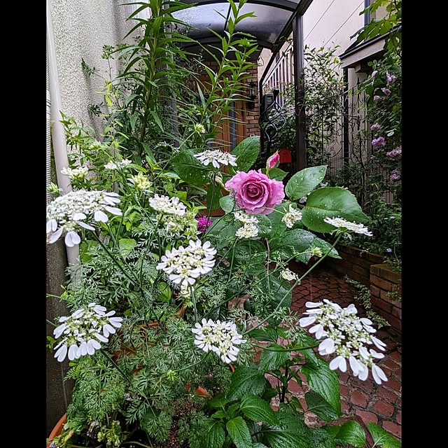 aromameさんの実例写真