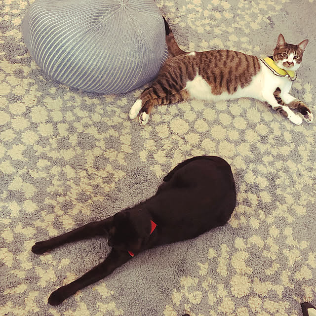 jijiさんの実例写真