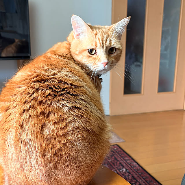 okogeさんの部屋