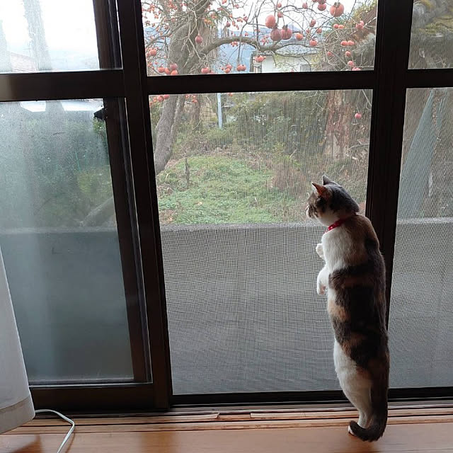 fukuさんの実例写真