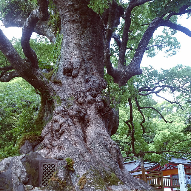 部屋全体/部屋全体ではありません/日本一の巨樹/蒲生の大楠/インテリアじゃなくてごめんなさいのインテリア実例 - 2021-05-06 08:53:12