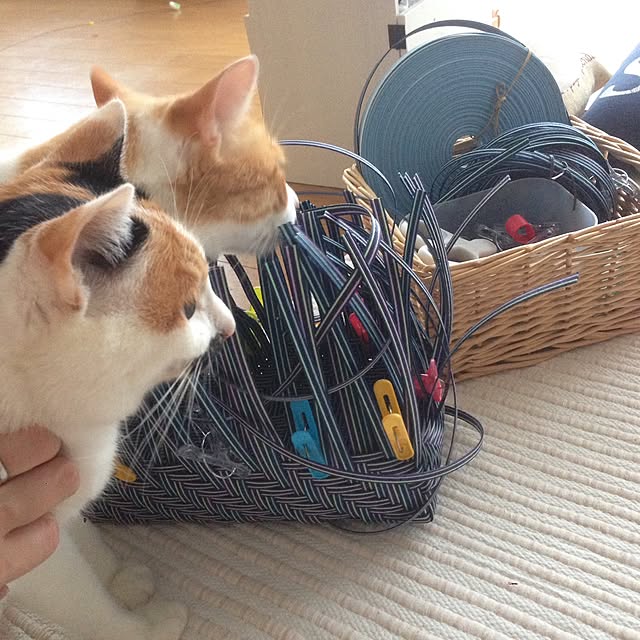 Kinanさんの実例写真