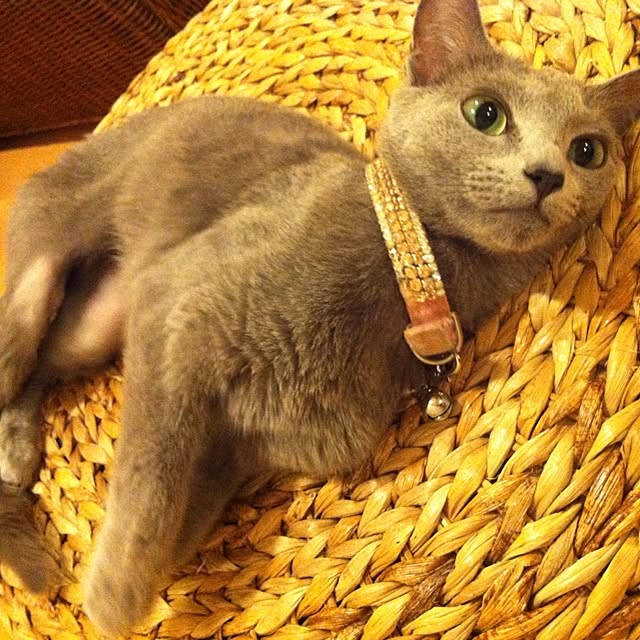 nekochanさんの実例写真