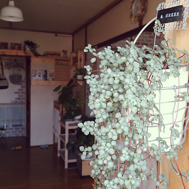 miporin0711さんの実例写真