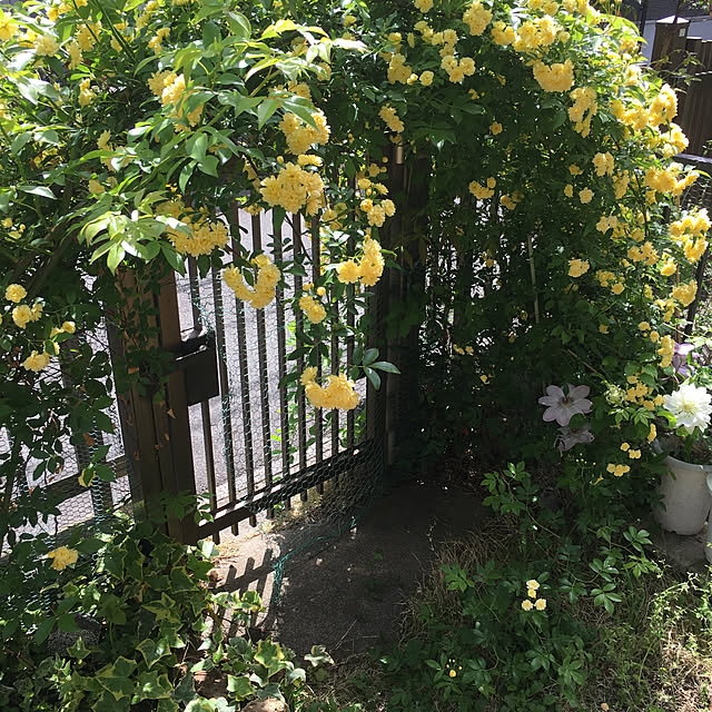 onokenkoさんの実例写真