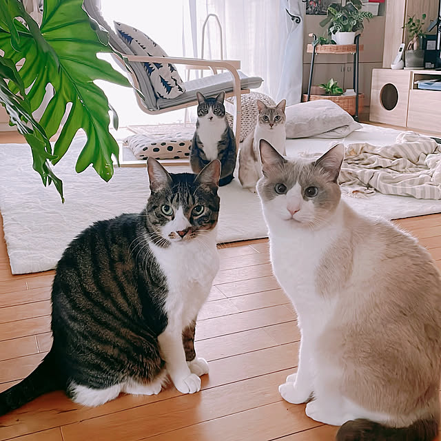 milkcocoaさんの実例写真