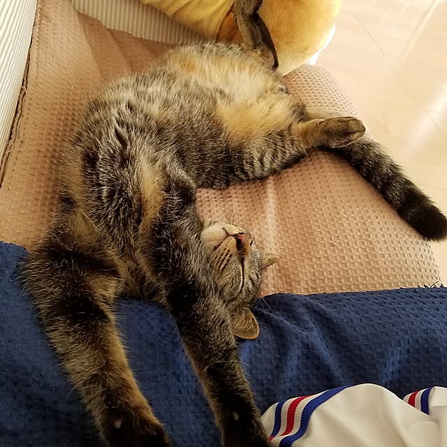 k-ai323さんの実例写真