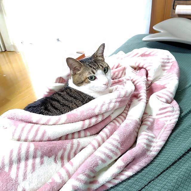 nachiさんの実例写真