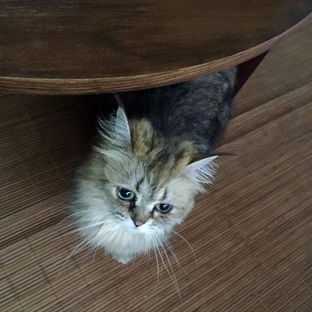 butachanさんの実例写真